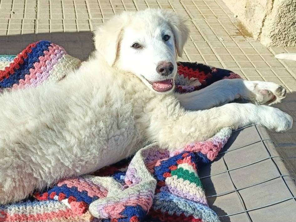 Foto dell'animale