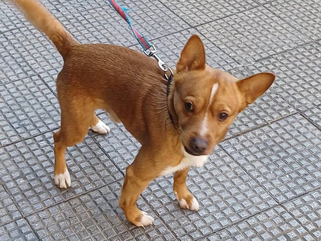 Foto dell'animale