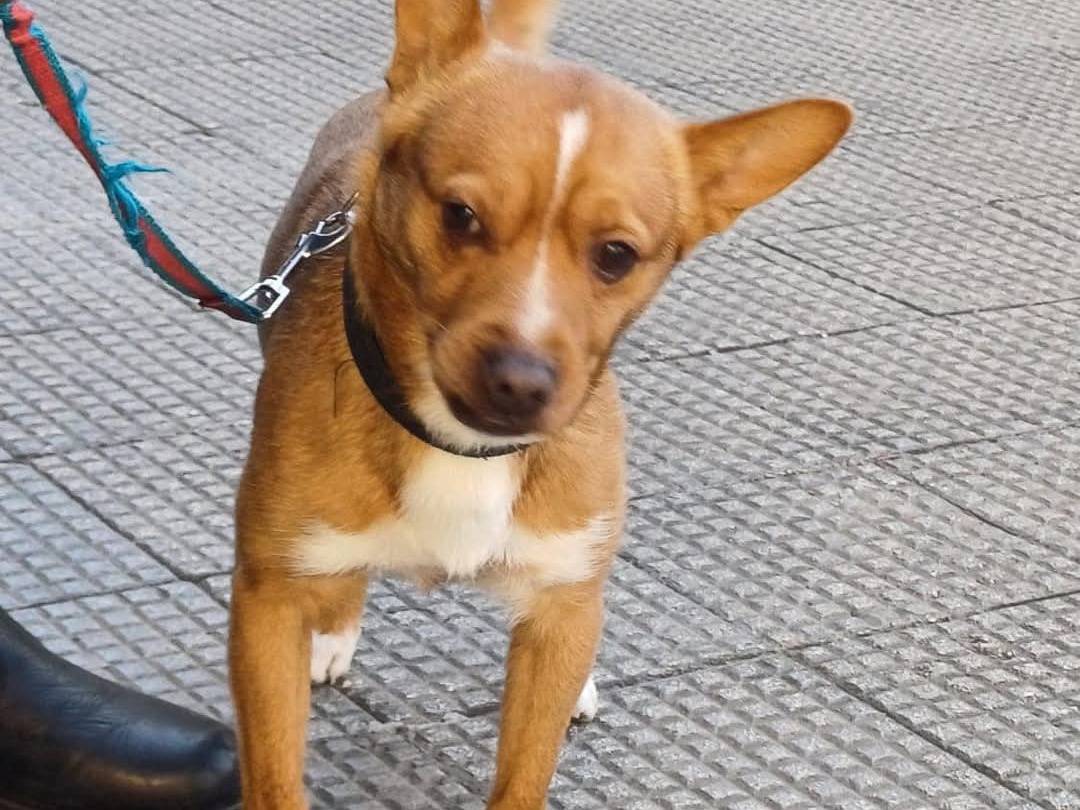 Adotta un cane, maschio, 7 anni  e 2 mesi , Bari