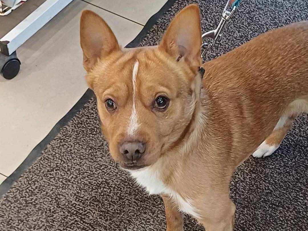 Adotta un cane, taglia piccola, maschio, Bari