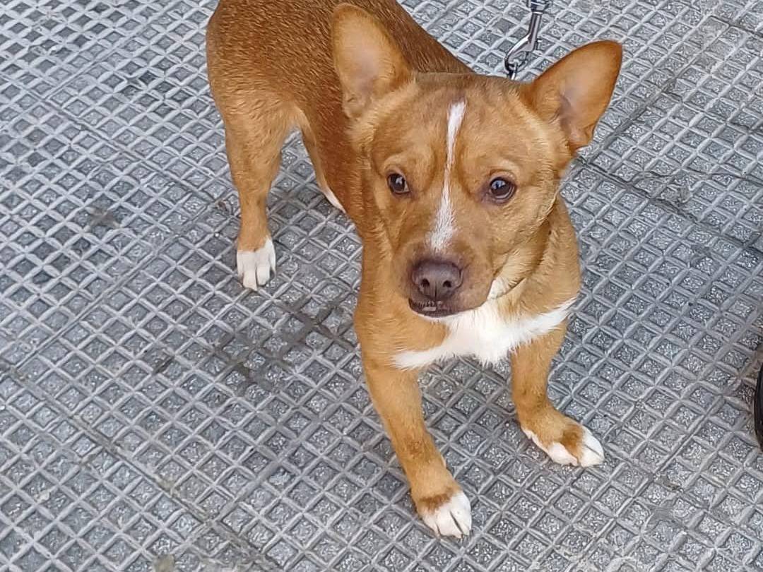 Vuoi adottare un cane a Bari?