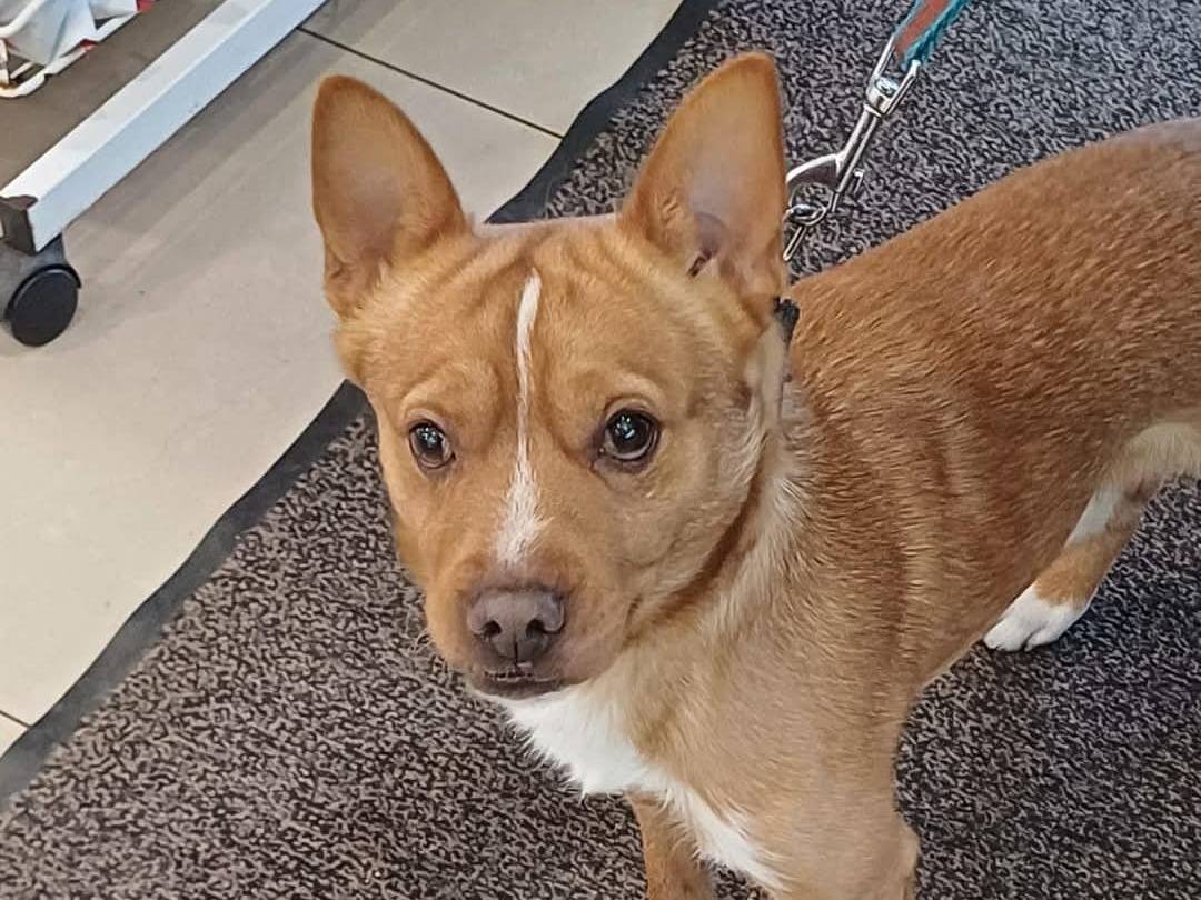 Adotta il cane Mars a Bari