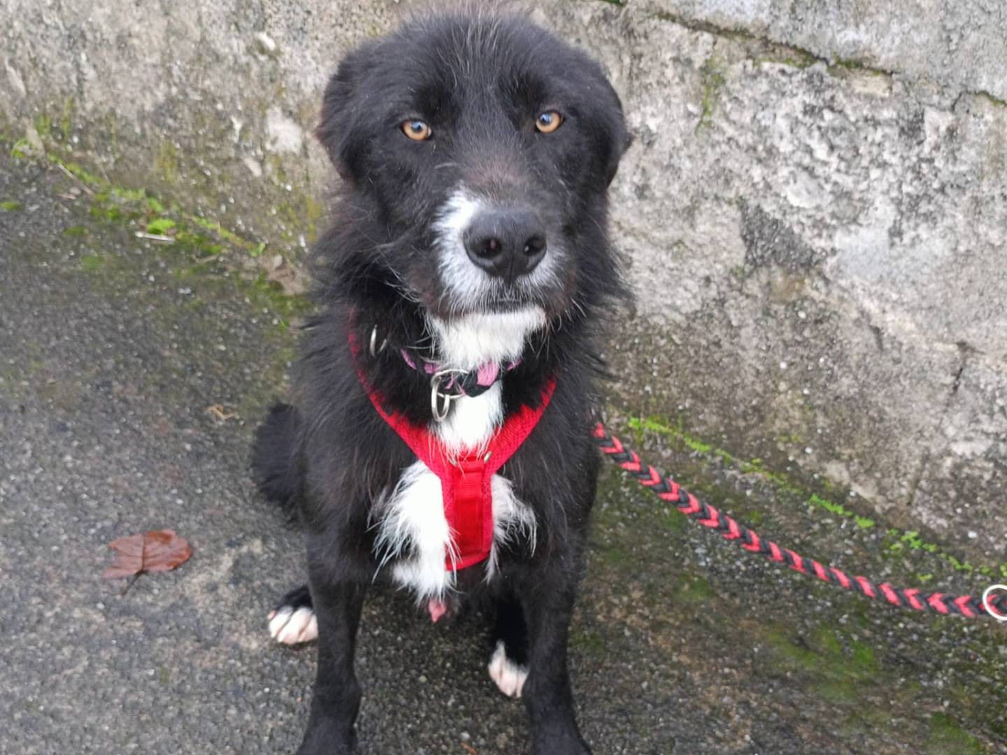 Adozione cane, maschio, Razza sconosciuta Razza sconosciuta, 2 anni e 2 mesi, taglia media, Cosenza