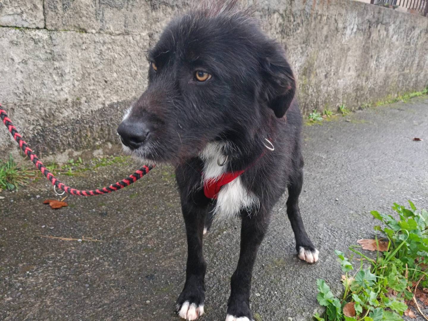 Adotta un cane, maschio, 1 anno, Cosenza