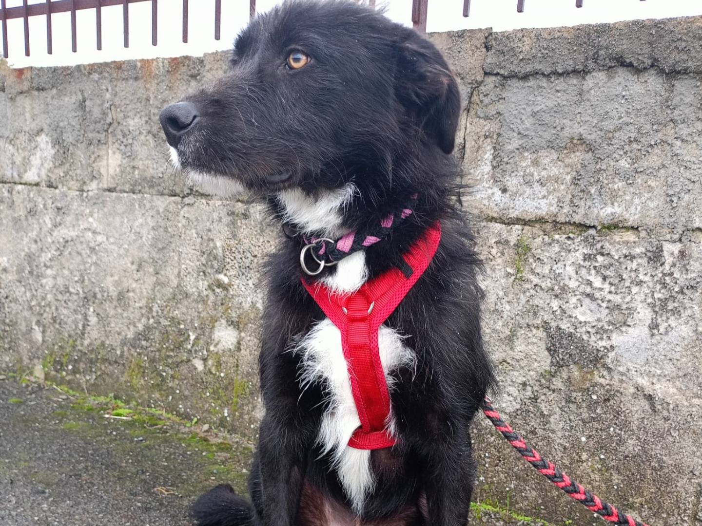 Adotta un cane, taglia media, maschio, Cosenza