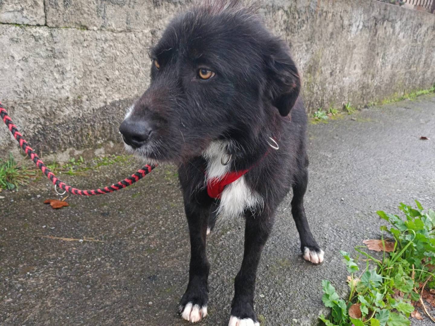 Vuoi adottare un cane a Cosenza?