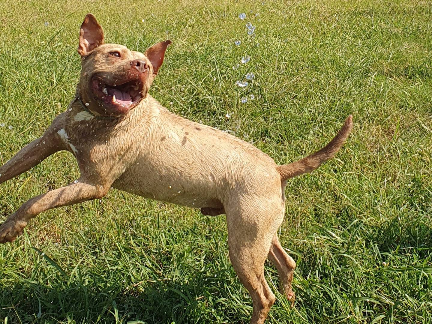 Adotta il cane Omar a Caserta