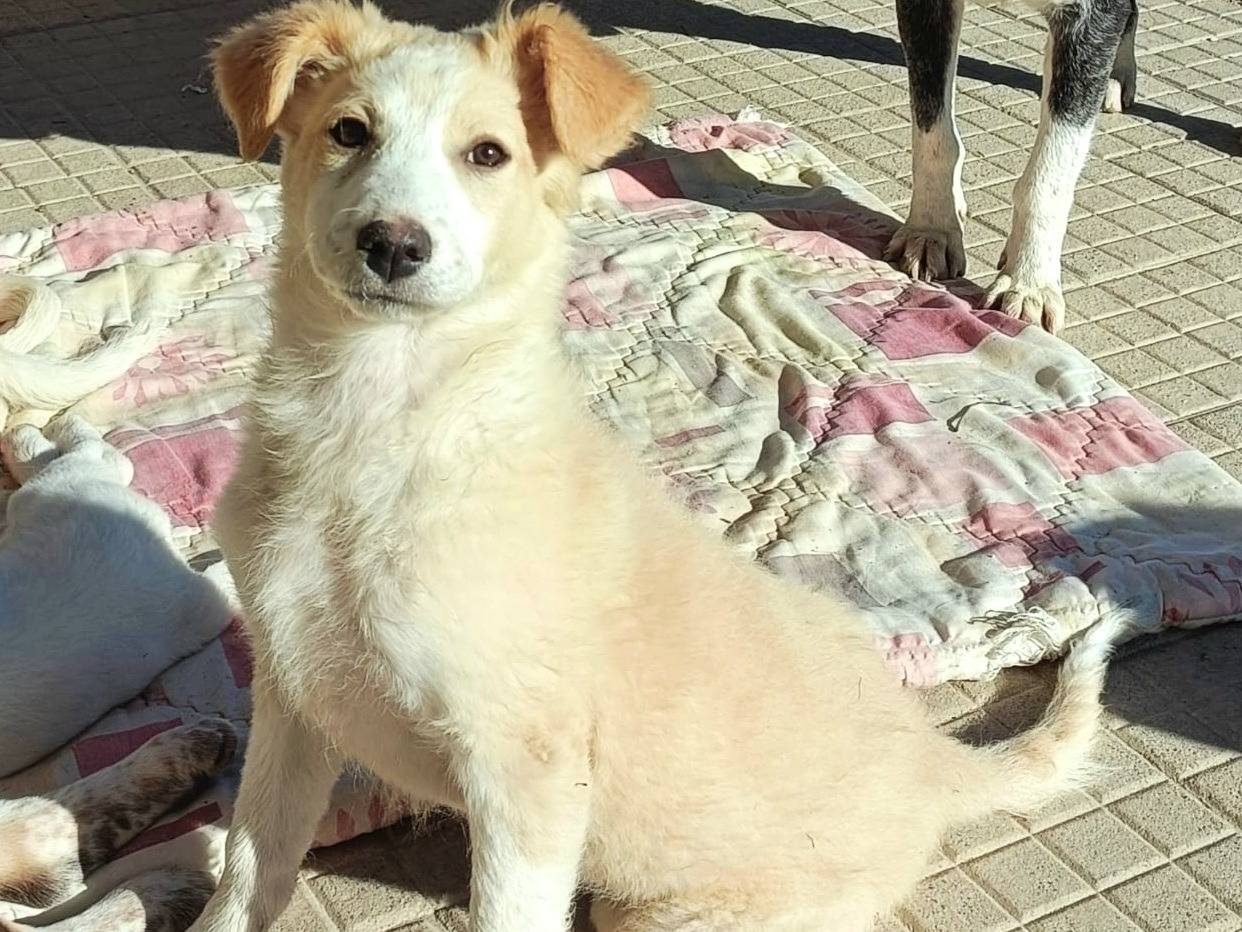 Adozione cane, femmina, Razza sconosciuta Razza sconosciuta, 3 mesi, taglia media, Palermo