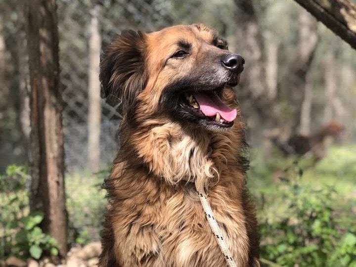 Adozione cane, maschio, Razza sconosciuta Razza sconosciuta, 5 anni  e 2 mesi , taglia media, Latina