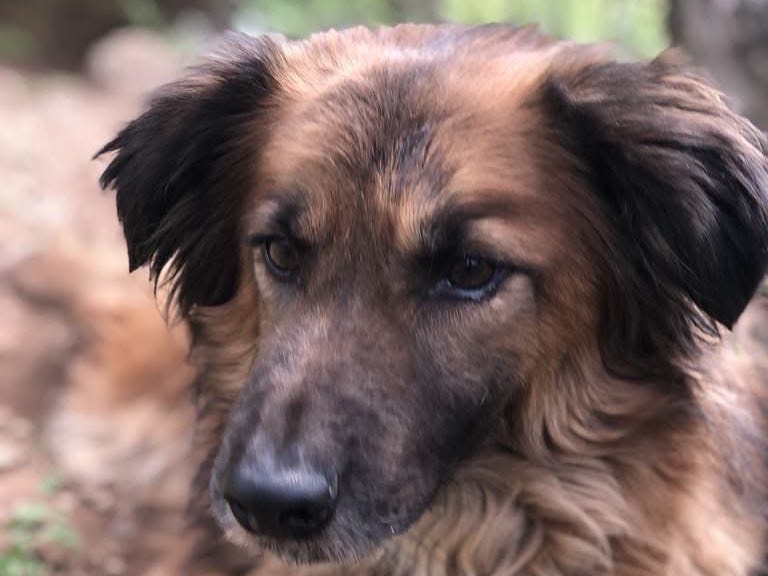 Adotta un cane, maschio, 5 anni  e 2 mesi , Latina