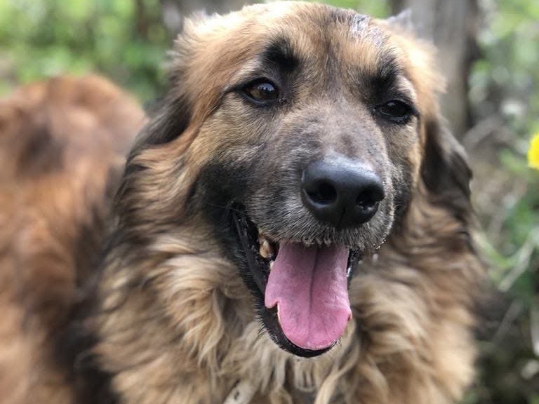 Adotta un cane, taglia media, maschio, Latina