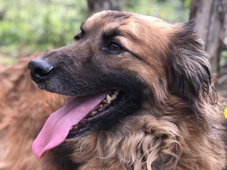 Vuoi adottare un cane a Latina?