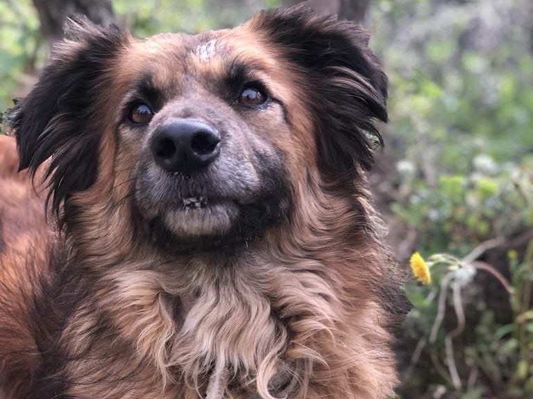 Adotta il cane Linus a Latina