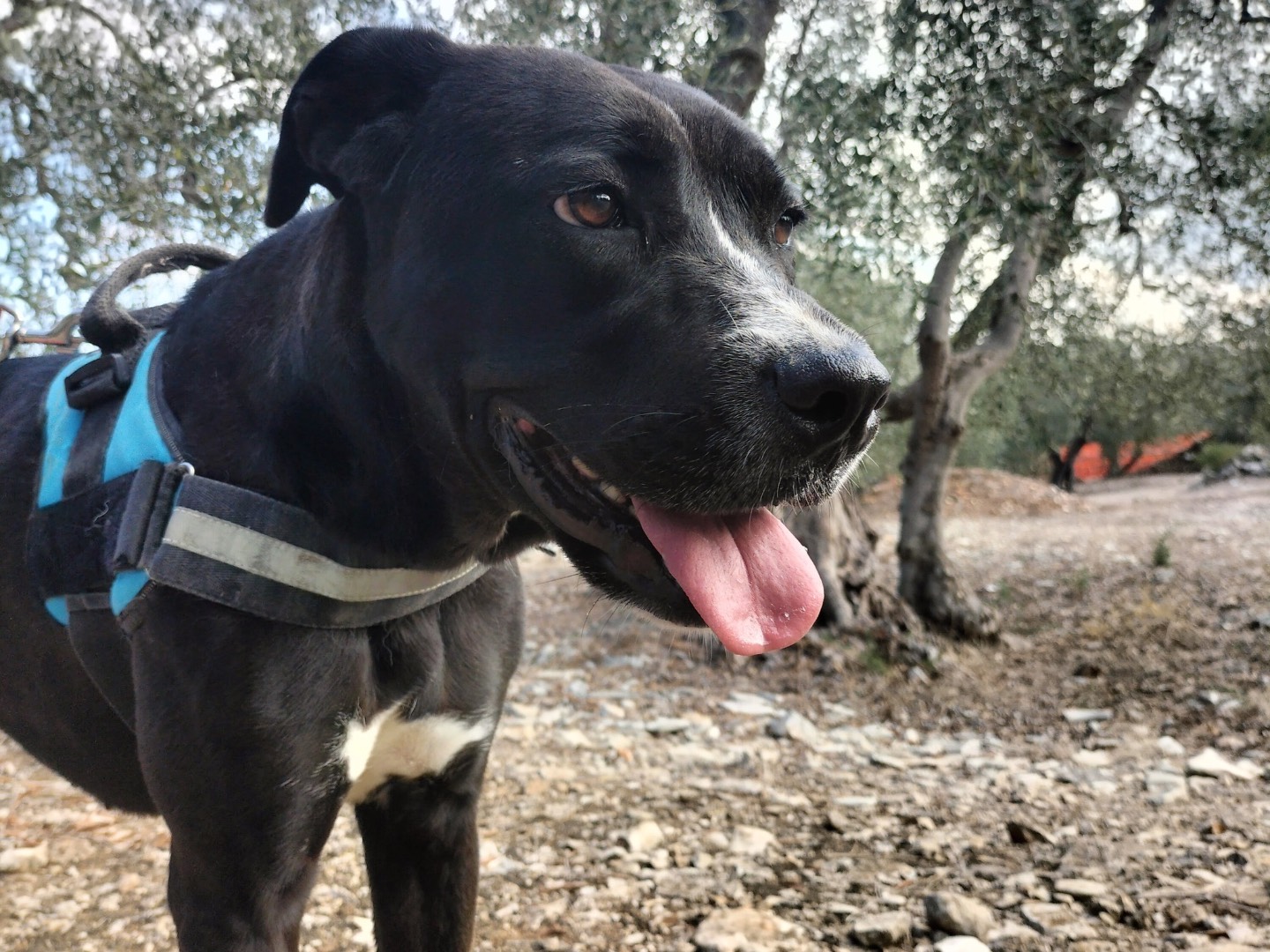 Adotta un cane, femmina, 3 anni  e 3 mesi , Bari