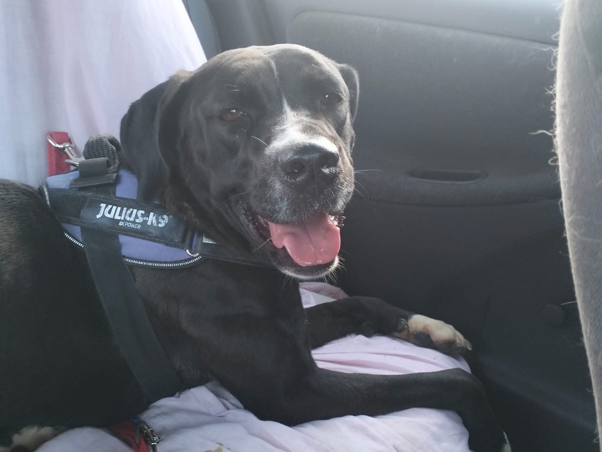 Adotta un cane, taglia grande, femmina, Bari