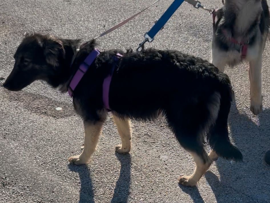 Adotta un cane, femmina, 8 mesi, Bari