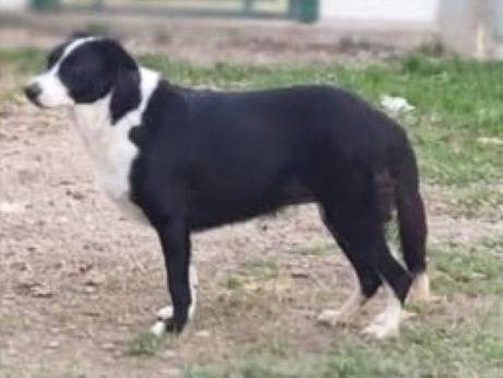 Adotta un cane, femmina, 2 anni  e 11 mesi , Cuneo