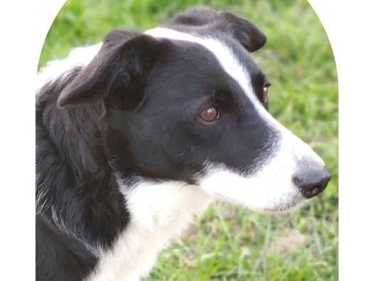 Adotta un cane, taglia media contenuta, femmina, Cuneo