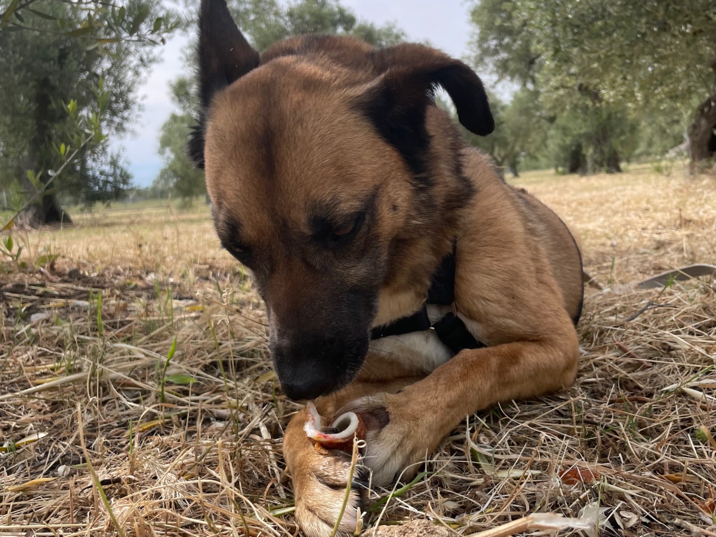 Adotta un cane, taglia media, femmina, Barletta