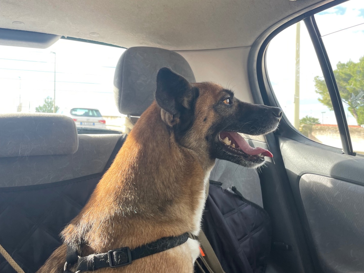 Vuoi adottare un cane a Barletta?