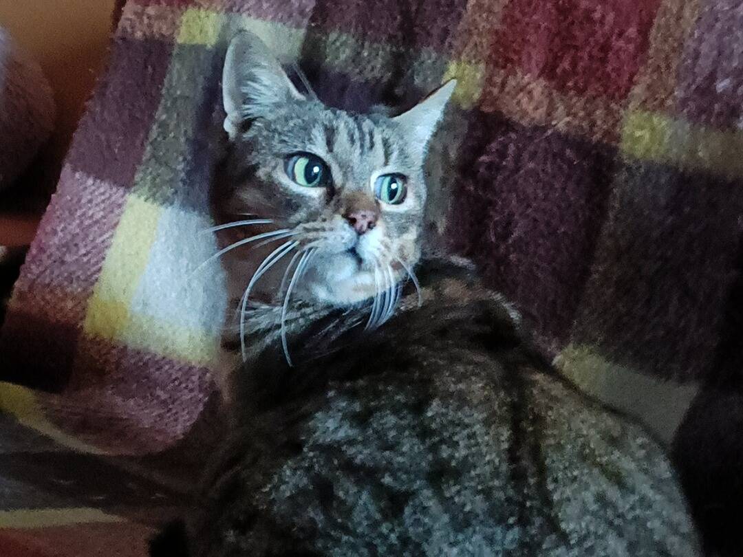 Adotta un gatto, femmina, 4 anni  e 7 mesi , Asti