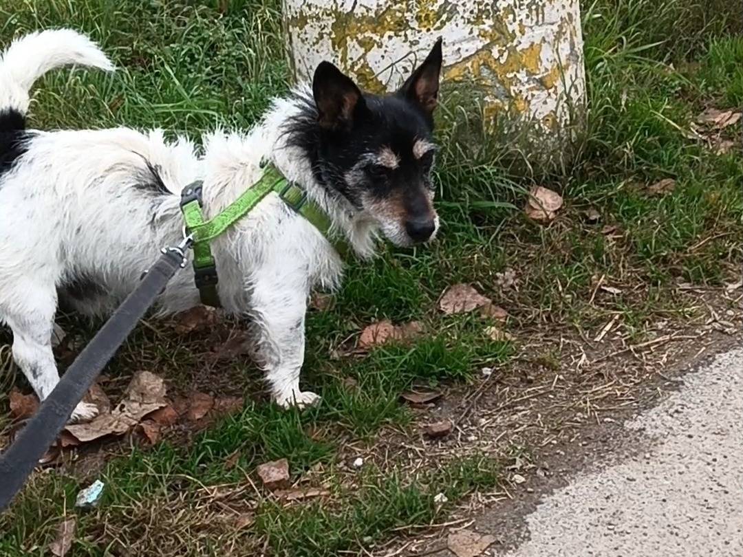 Vuoi adottare un cane a Milano?