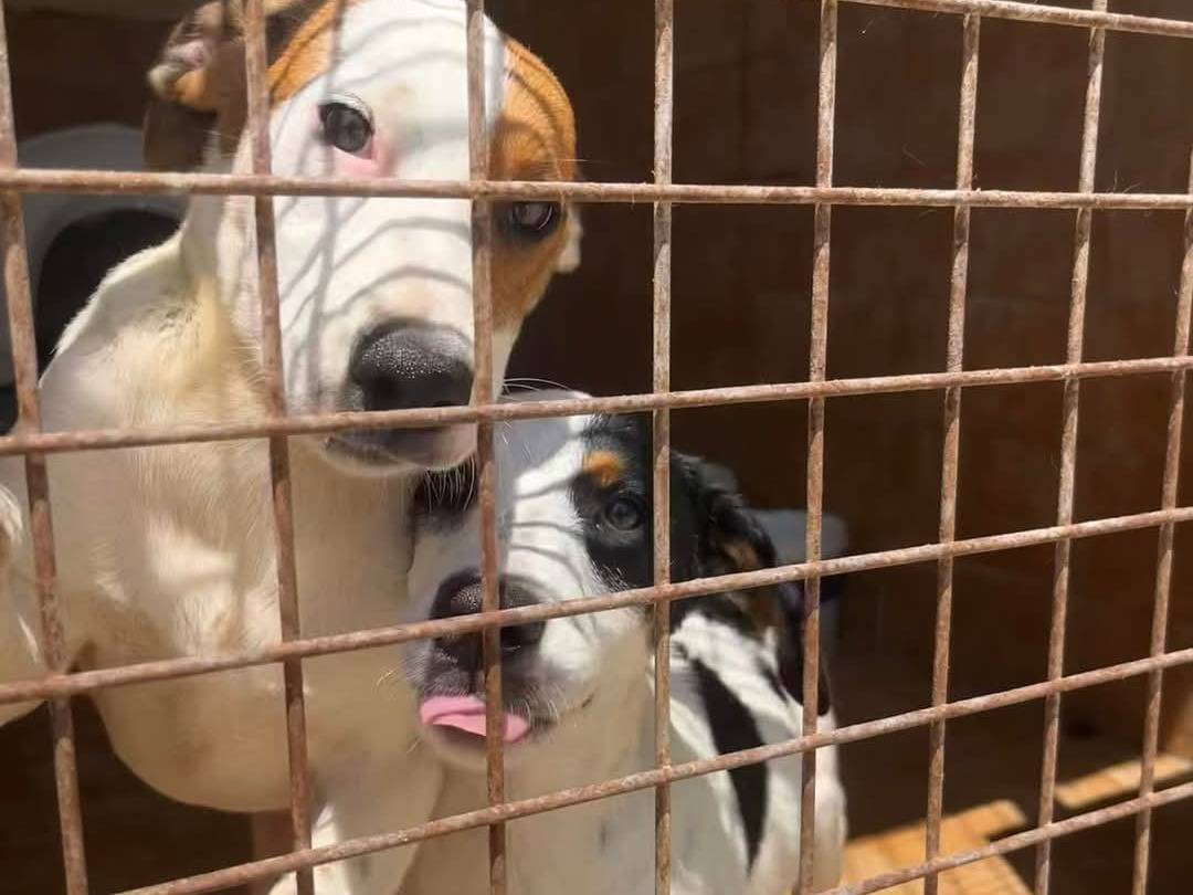 Foto dell'animale
