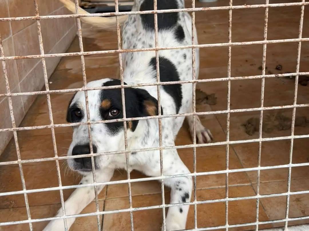 Adotta un cane, taglia media, femmina, Torino