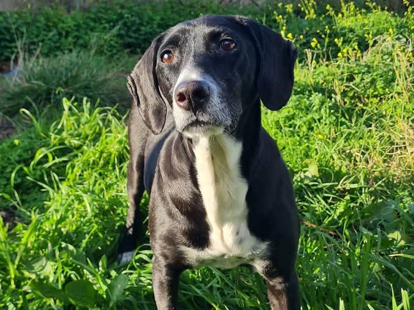 Adozione cane, femmina, Razza sconosciuta Razza sconosciuta, 5 anni e 3 mesi, taglia media, Trapani
