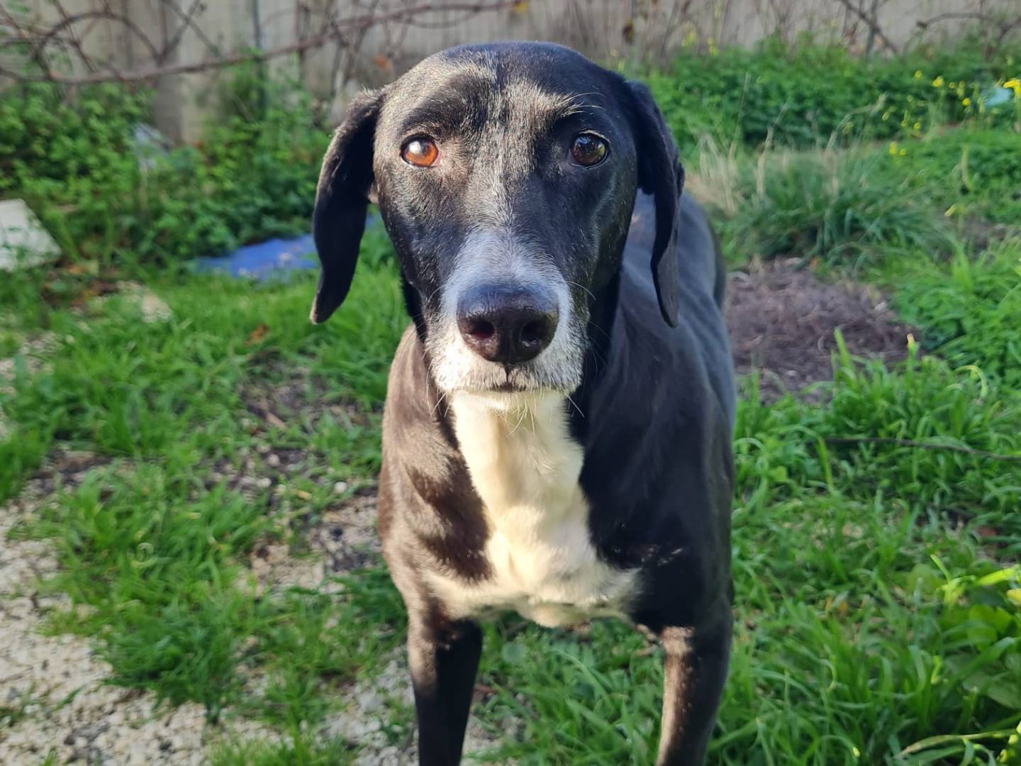 Adotta un cane, femmina, 5 anni e 3 mesi, Trapani