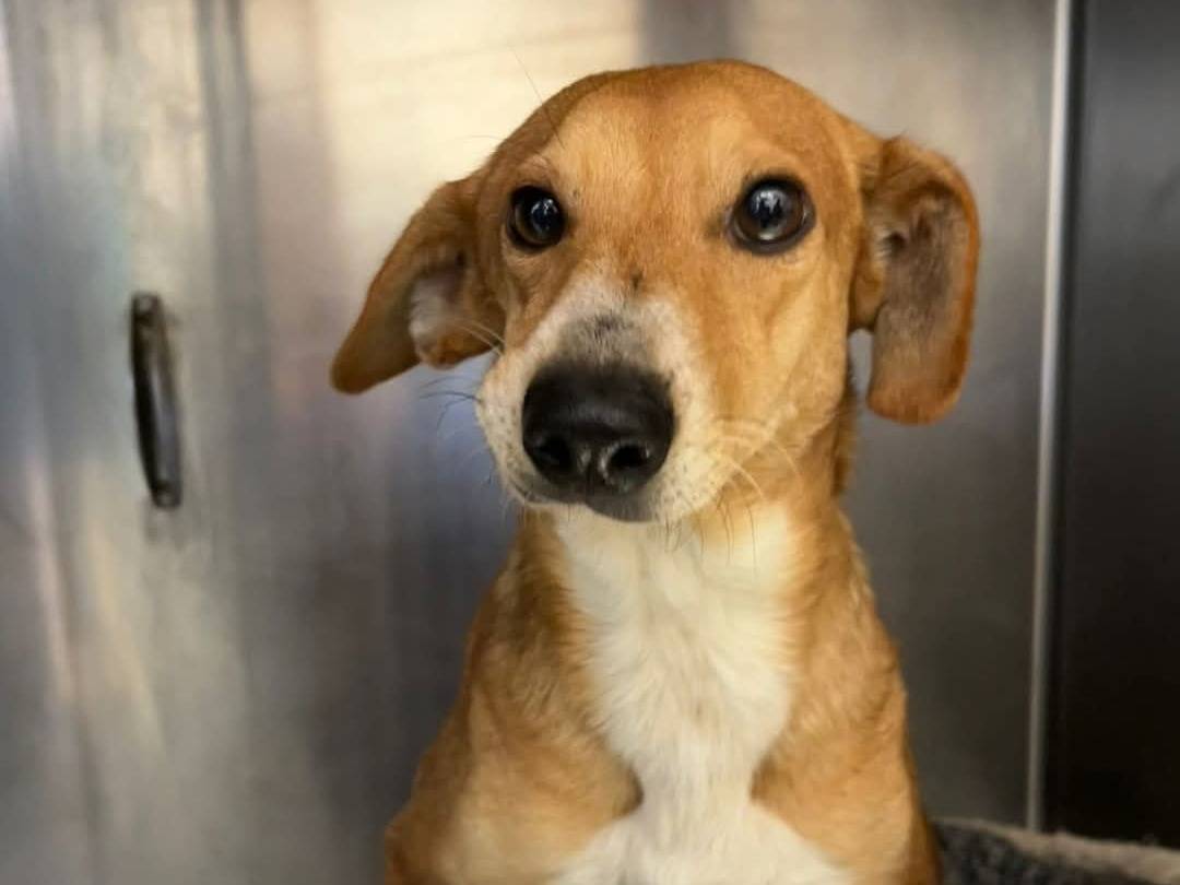 Adotta un cane, femmina, 2 anni e 3 mesi, Trapani
