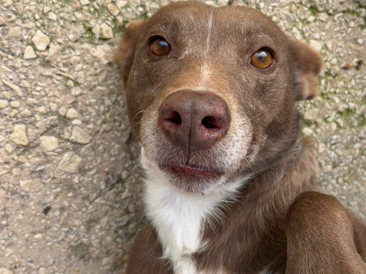 Adotta un cane, femmina, 6 anni  e 1 mese, Trapani