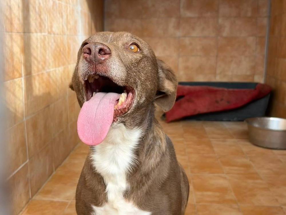 Adotta un cane, taglia media contenuta, femmina, Trapani