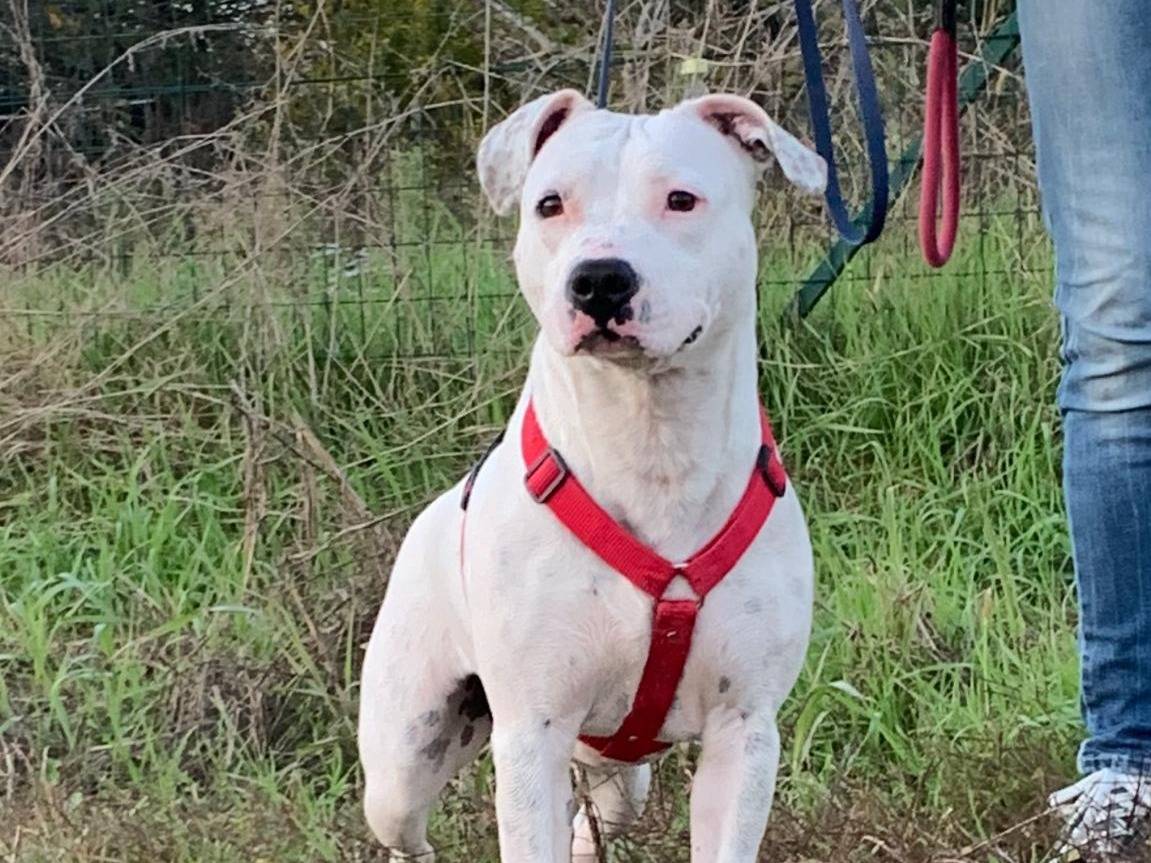 Adotta un cane, femmina, 2 anni  e 4 mesi , Milano
