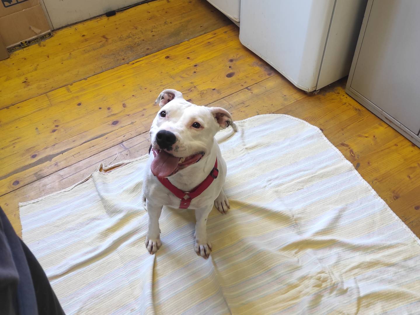 Adotta un cane, taglia media, femmina, Milano