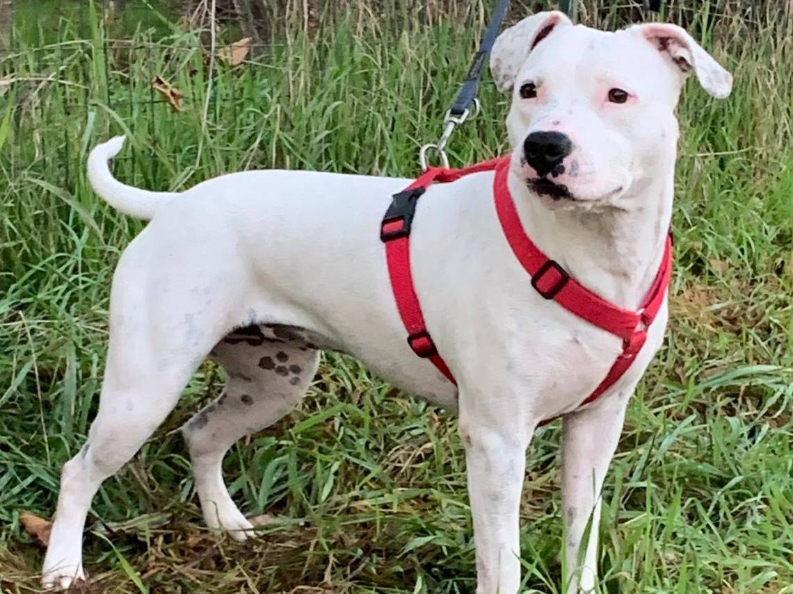 Vuoi adottare un cane a Milano?