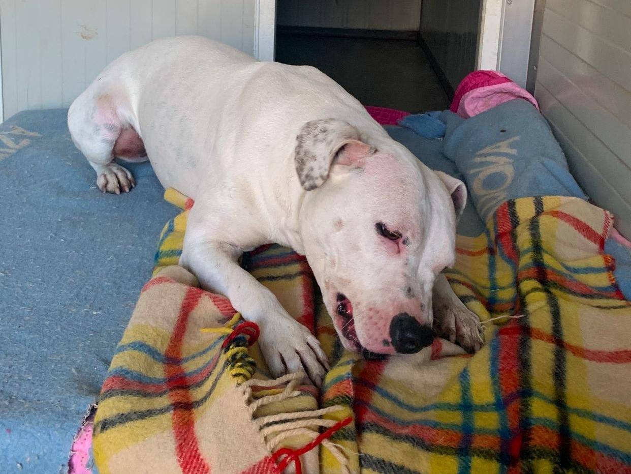 Adotta il cane Gwen a Milano