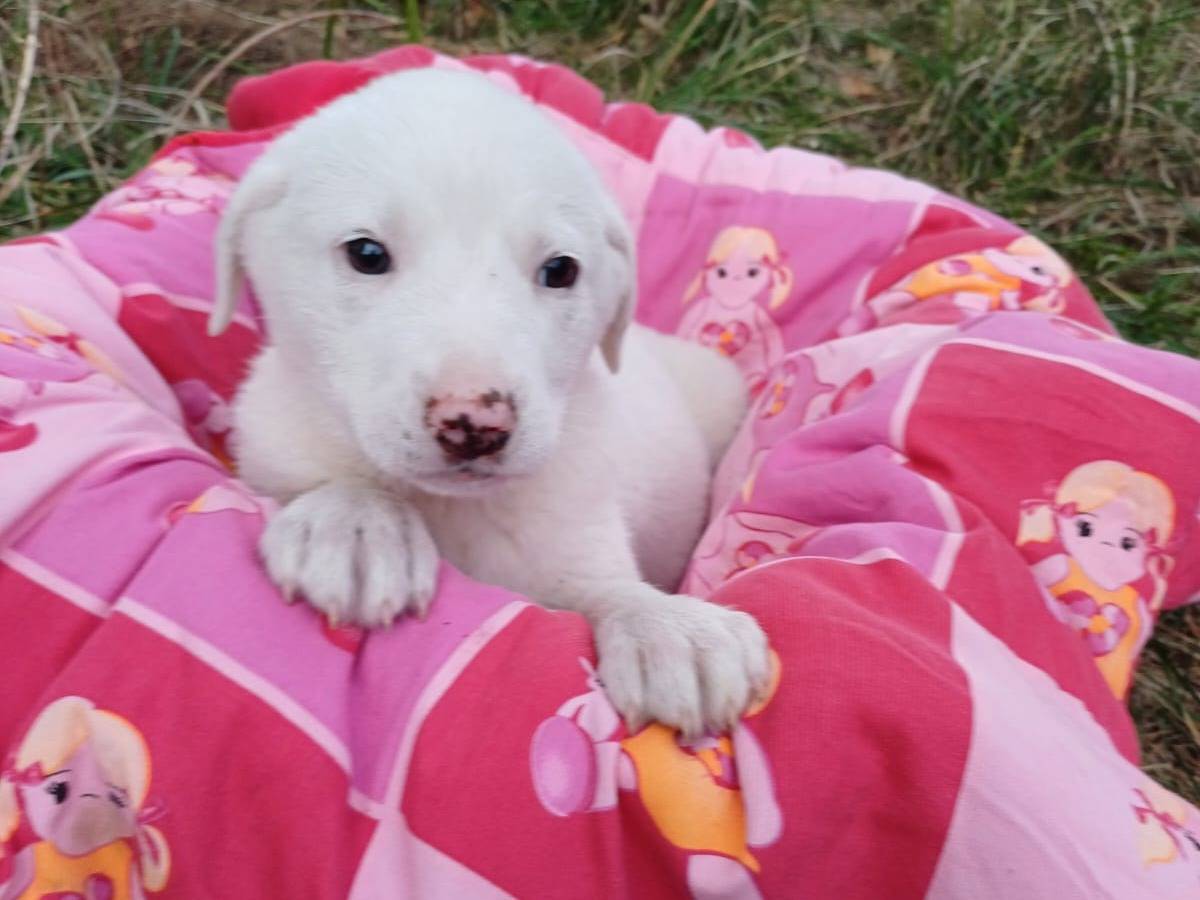 Adozione cane, femmina, Razza sconosciuta Razza sconosciuta, 3 mesi, taglia grande, Salerno