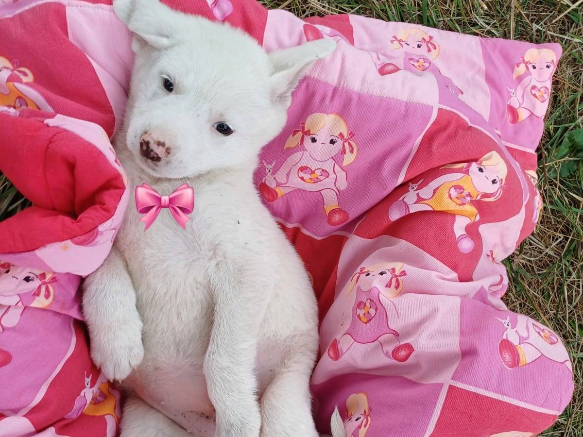 Adotta un cane, femmina, 3 mesi, Salerno