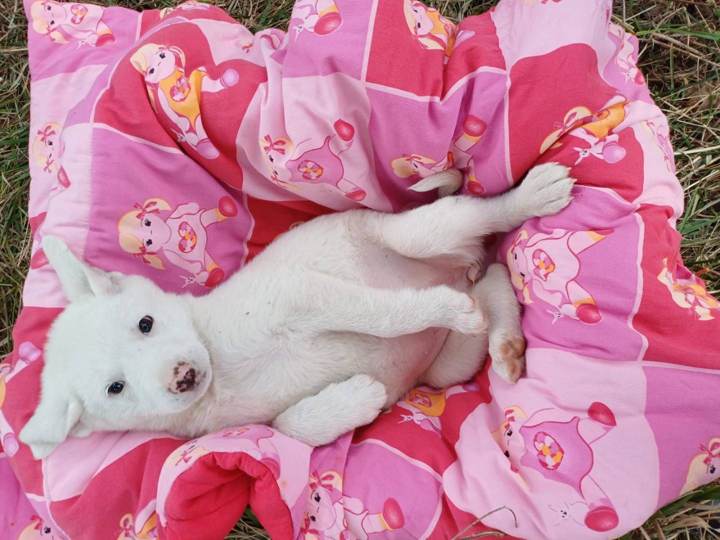 Adotta un cane, taglia grande, femmina, Salerno