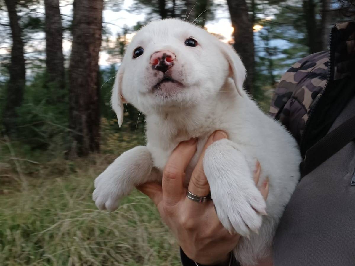 Vuoi adottare un cane a Salerno?