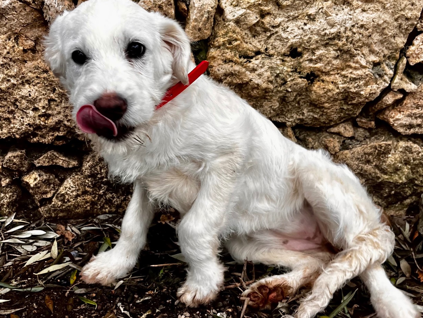 Vuoi adottare un cane a Savona?