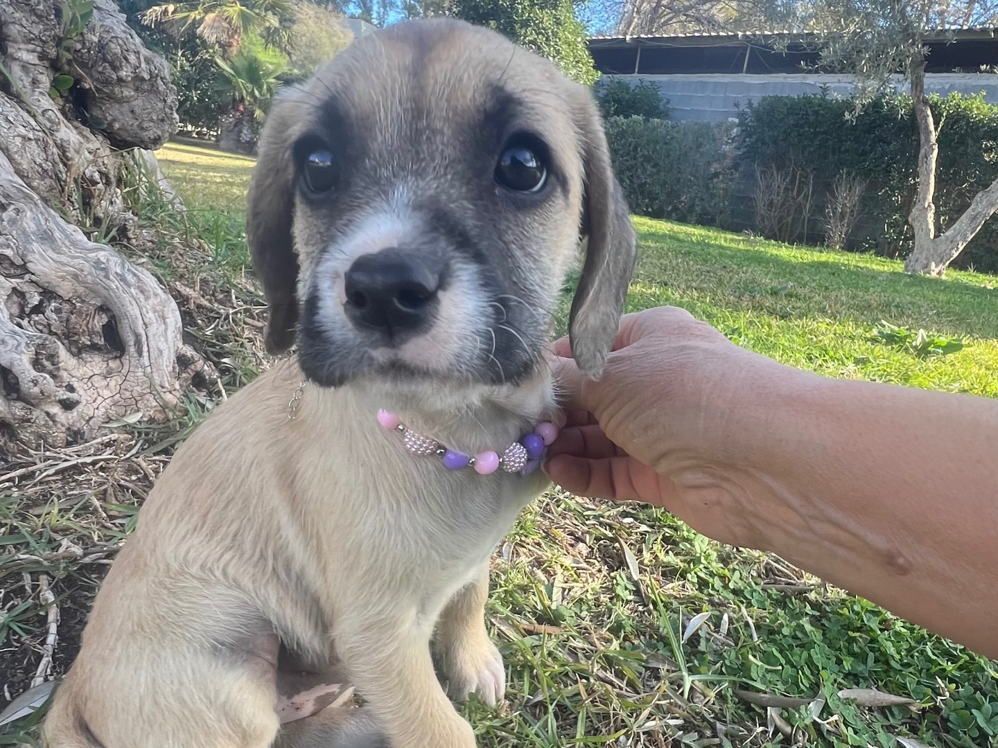 Adotta un cane, femmina, 2 mesi, Siracusa