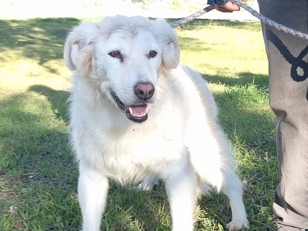 Adotta un cane, taglia media, femmina, Bari