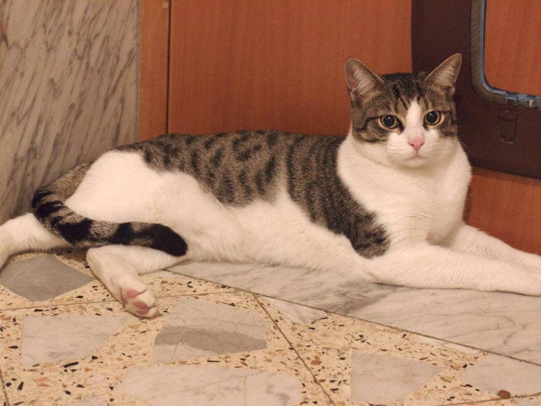Adotta un gatto, maschio, 1 anno e 1 mese, Bari