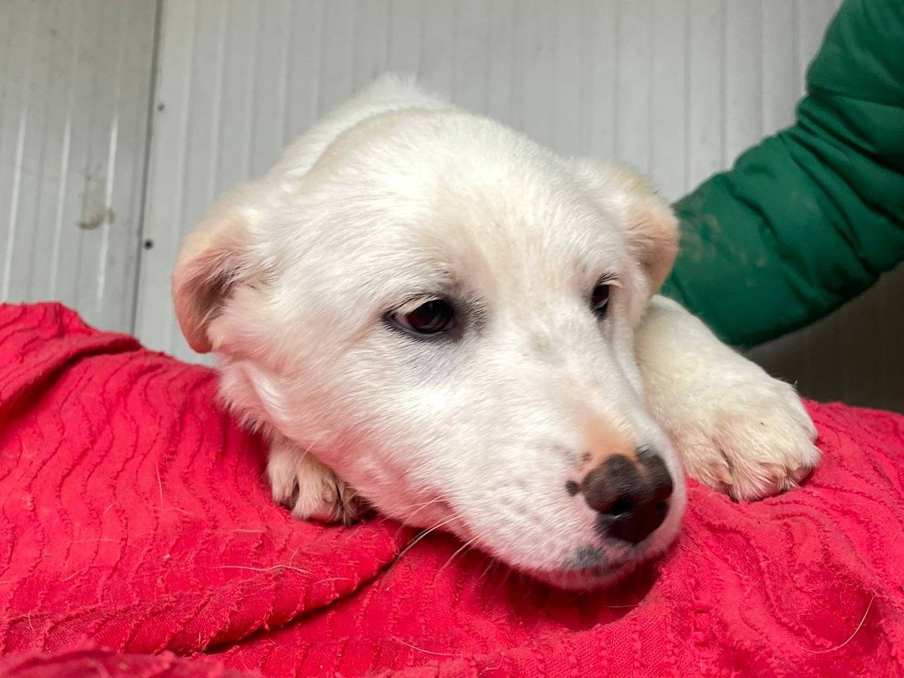 Adotta un cane, femmina, 1 anno e 3 mesi, Frosinone