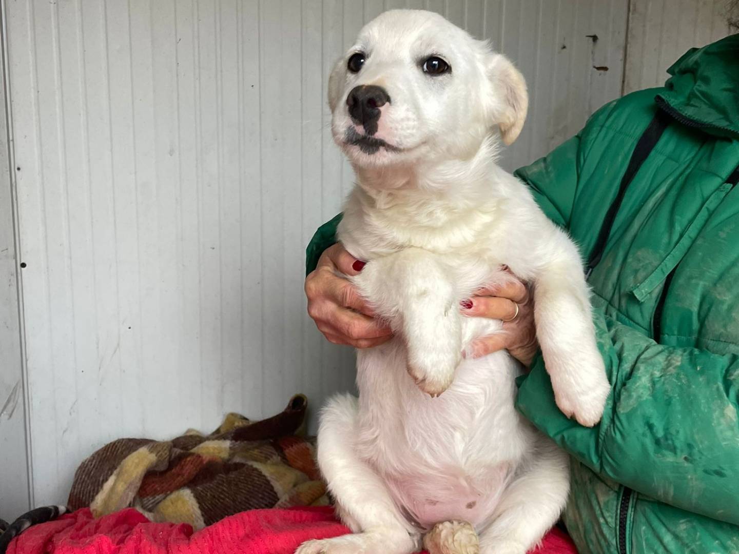 Adotta un cane, taglia media, femmina, Frosinone