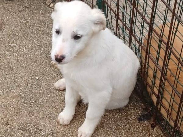 Vuoi adottare un cane a Frosinone?