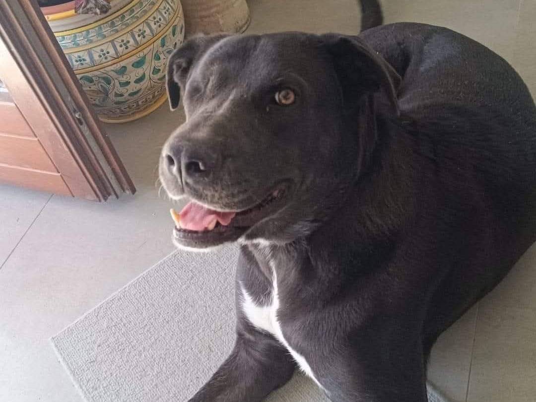 Adotta un cane, femmina, 4 anni  e 8 mesi , Catania