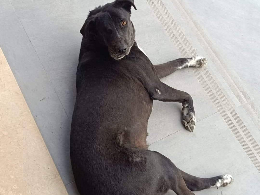 Adotta un cane, taglia gigante, femmina, Catania